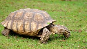 African Spurred Tortoise San Diego Zoo Animals Plants