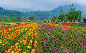 largest tulip garden srinagar