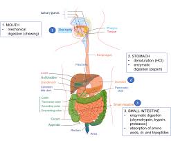 protein digestion and absorption
