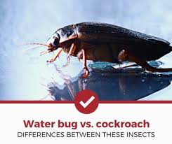 Despite their similar appearance, cockroaches and water bugs are very different insects. Water Bug Vs Cockroach What Are The Differences