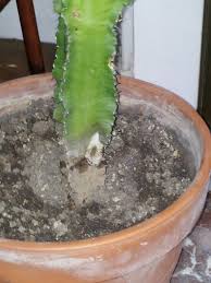 Haut de cactus qui devient noir. Urgent Aidez Moi A Sauver Mon Euphorbe Apparition De Moisi A La Base