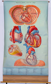 The Heart Early 20th Century Anatomical Wall Chartsearly