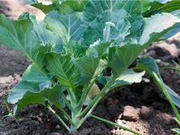 Growing Collard Greens How And When To