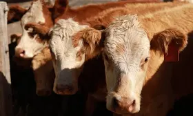Bird flu found in dairy cows in United States sparks concern about Australian wildlife, livestock industry