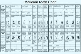 Understanding The Meridian Tooth Chart