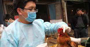 There are several strains of the bird flu of varying contagiousness that lead to sporadic outbreaks and usually affect poultry workers. 8ltwp8mosnn6dm