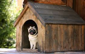 How To Build A Dog House 5 Diy Expert
