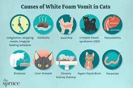 your cat is vomiting white foam