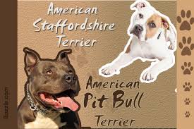 Stunning Facts About The Different Breeds Of Pit Bulls With
