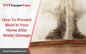 mold prevention after a water damage