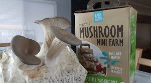 mushroom growing kits complete guide