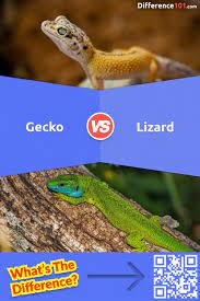 gecko vs lizard 11 key differences