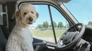 The Best Cars For Dogs 10 Canine