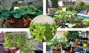 5 Ideas To Make A Vegetable Garden On
