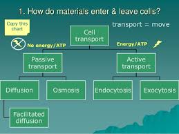 Ch 2 3 Cell Transport