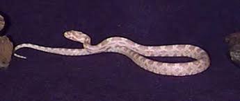 Snow Corn Snake Elaphe Guttata