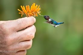 Dan berikut 50 gambar meme burung kicauan. Lihatlah Jenis Jenis Burung Kecil Di Dunia Yang Warnanya Juga Unik Berikut Ini Nama Nama Hewan