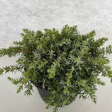juniperus communis silver carpet