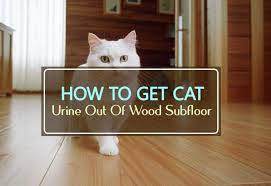 cat urine out of wood suloor