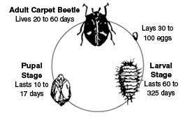 carpet beetle pest control auckland