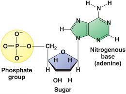 a nucleotide is made up ofa carboxyl a