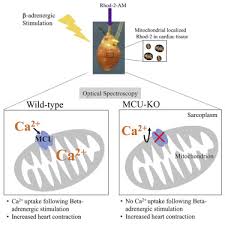 Monitoring Mitochondrial Calcium And