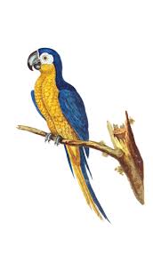 parrot blue macaw clipart free stock