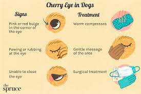 cherry eye in dogs