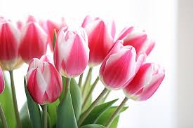 2300 tulip pictures hd photos for