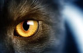 Wallpaper Cats Wild Cat Yellow Eyes