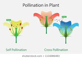 1000 Self Pollination Stock Images Photos Vectors