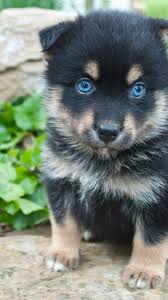 This Designer Dog Breed Will Melt Your Heart Pomsky