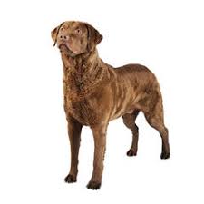 Dad has longer hair, white chest star and some white toes; Chesapeake Bay Retriever Purina Canada