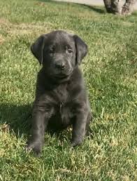 Top quality labrador dogs, fully tested labradors, akc labrador puppies for sale and adoption out of oregon for drive time convenience to adjoining states: Akc Silver Labrador Pups Southern California Akc Silver Lab Puppies Los Angeles California