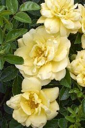 flower carpet yellow rose rosa x