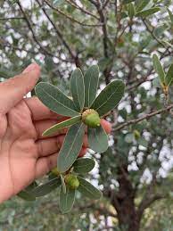 mexican blue oak quercus oblongifolia
