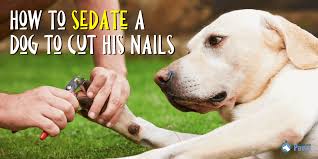 how to sedate a dog to cut their nails