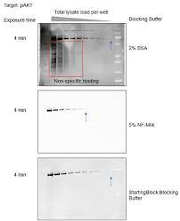 blocking buffers for western blot and