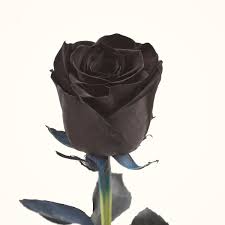 black roses do they exist naturally