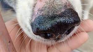 how to treat a runny nose in dogs you