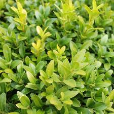 Box Hedging Buxus Sempervirens