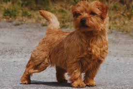 This dog is a bundle of energy, so play with. Norfolk Terrier Puppies For Sale From Reputable Dog Breeders