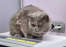 How Much Should A Cat Weigh Cat World