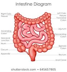 Intestines Drawing Images Stock Photos Vectors Shutterstock