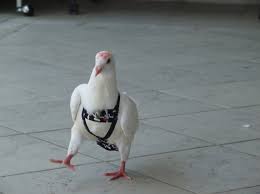 Pigeon with strap on Blank Template - Imgflip