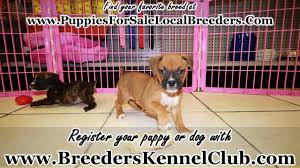 If you are interested in full registration for show homes contact us for pricing. Boxer Puppies For Sale In Winston Salem County North Carolina Nc 19breeders Fayetteville Youtube