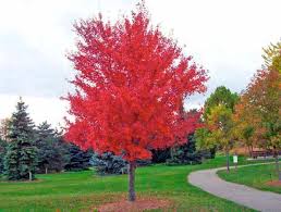 Front Yard Tree Placement: How to Pick, Plant Showpiece Trees - Lawnstarter