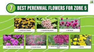 7 best perennial flowers for zone 5