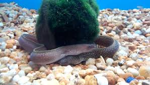Freshwater Aquarium Eels Species Types Of Aquarium Eel Care