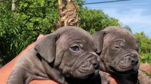 The dam and sire contain so many champions ,the sire farther was the cassonava at cross guns ,the dam is blue fawn she valglo staffordshire bull terrier puppies. Blue Staffy Puppies Poolside Staffordshire Bull Terrier Puppies Staffies Azules Con Ojos Azules Youtube
